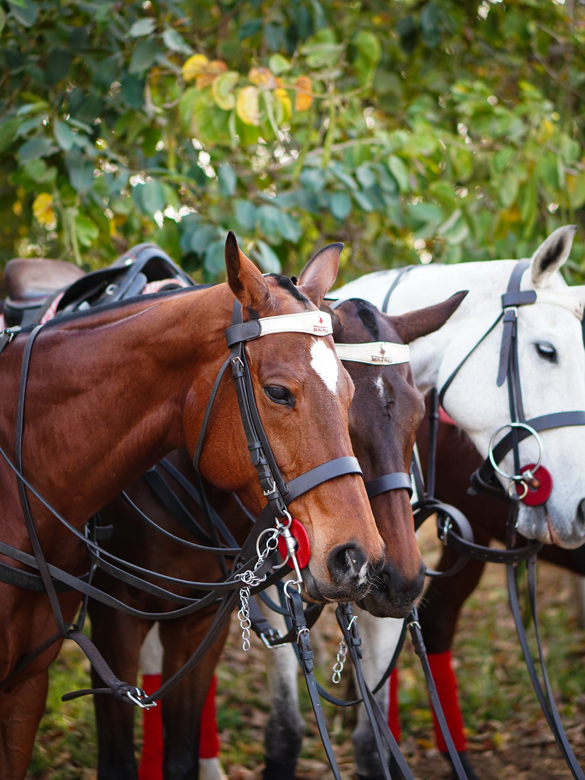 Polo Match